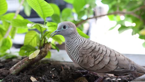 dove interacting with plants in a planter.