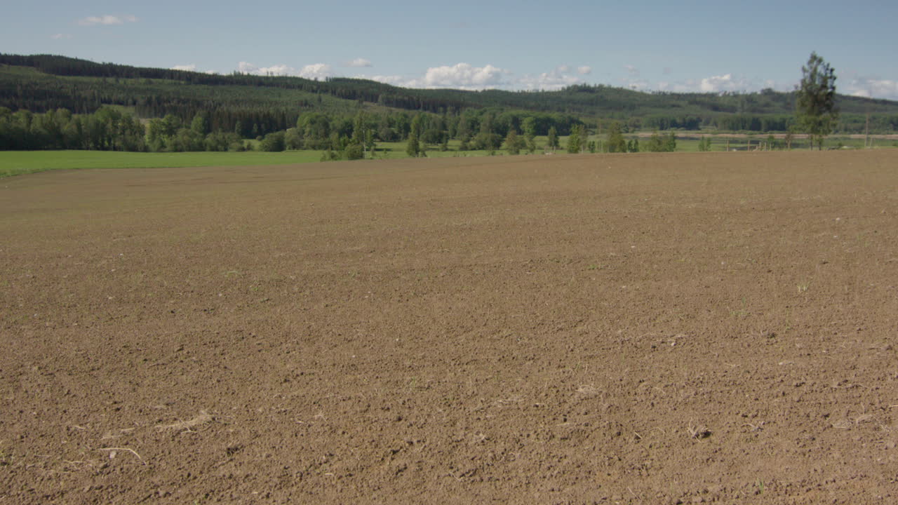 건조한 토양에서 무성한 녹색 완두콩 및 귀리 작물까지 2개월간 저속 촬영 팬 l2r