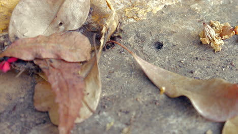 dry leaves on ground and black ants going in and out of lair