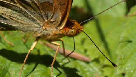 Lasiommata-megera--on-a-leaf.-Macro-shot