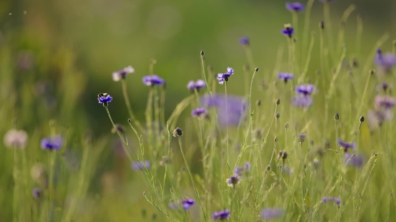 파란색 약용 식물과 식물성 옥수수 식물의  ⁇ 에서 꽃가루를 뿌리는 벌