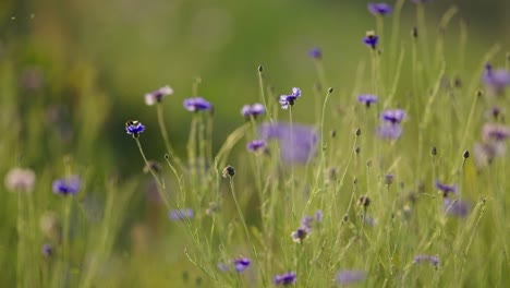 Bees-pollinating-on-the-field-of-blue-medicinal-and-herbal-cornflower-plants