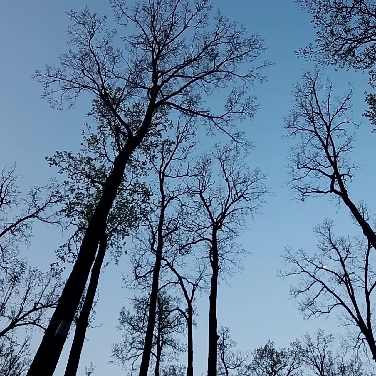 Dry Tree Branches. Panorama of autumn forest with trees