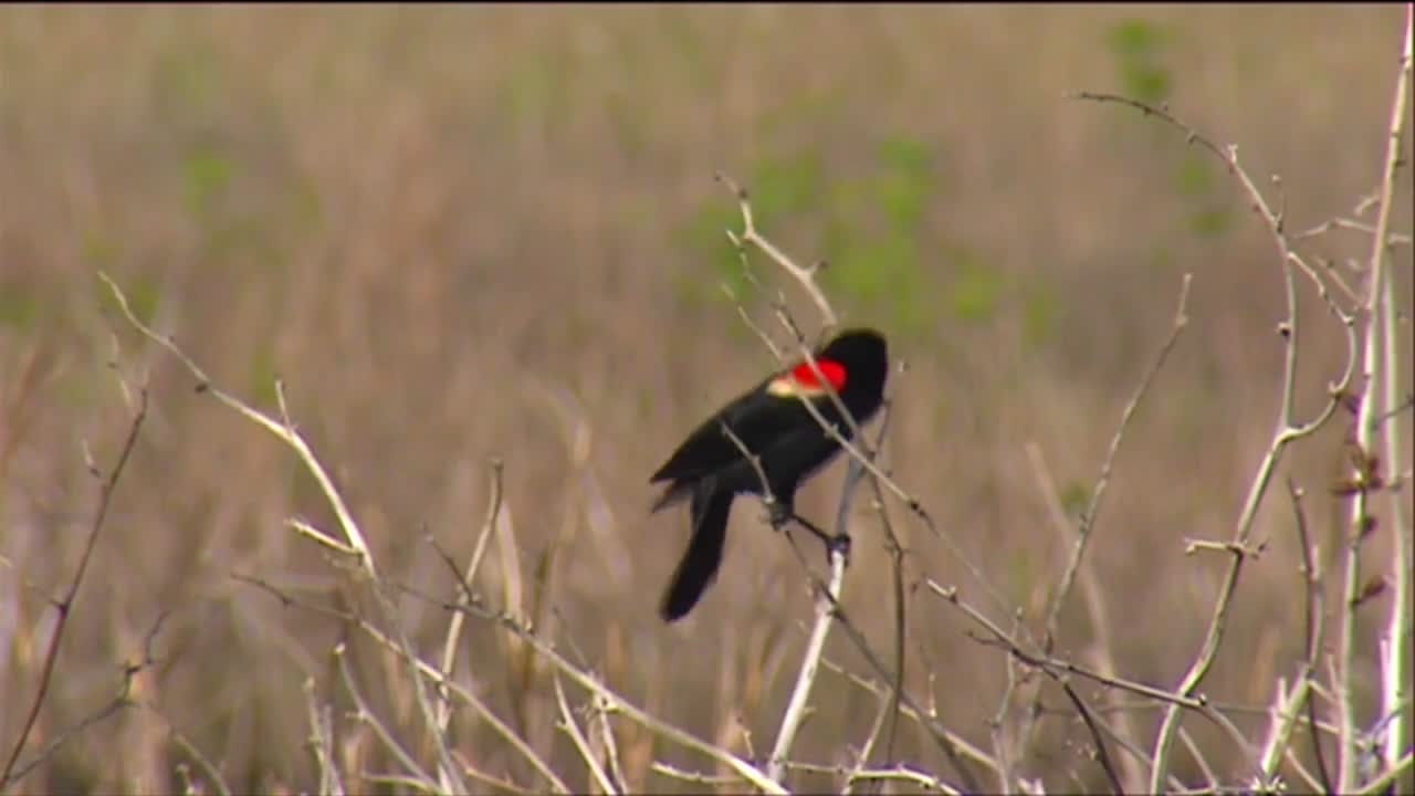 un mirlo de alas rojas en un campo