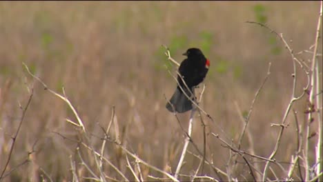 a redwing blackbird in a field