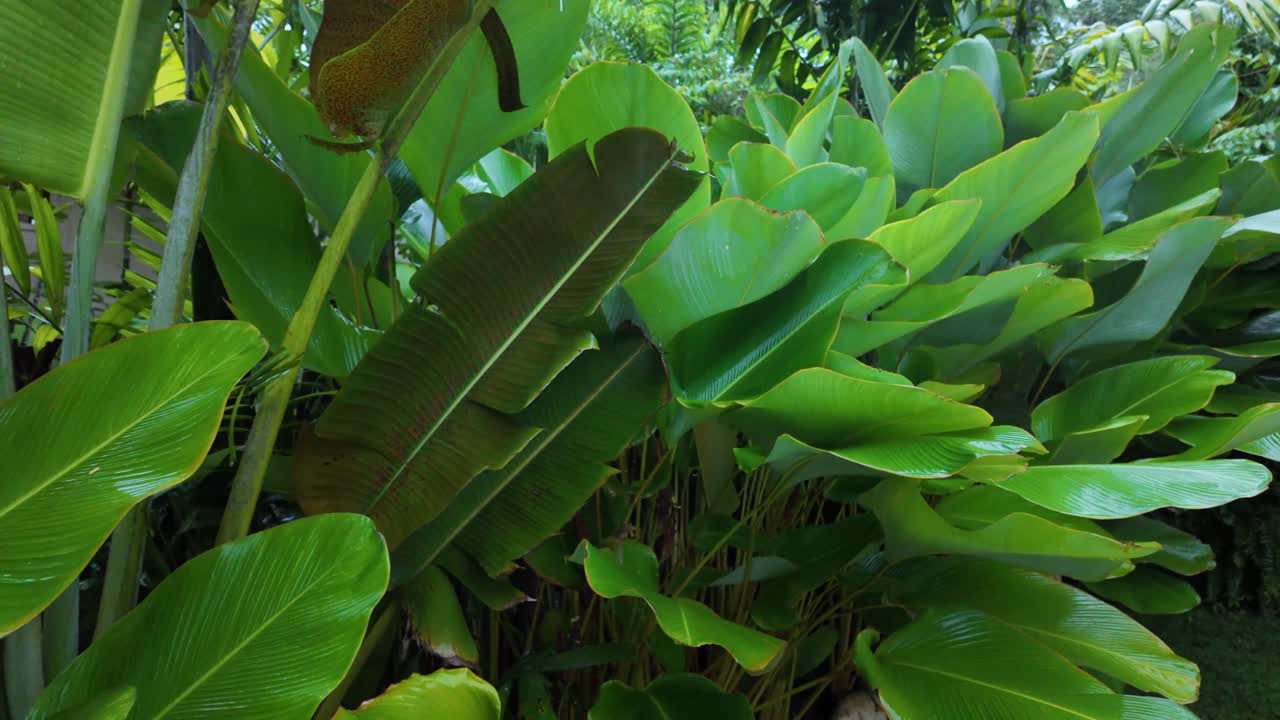 Plant nature tropical exotic garden Canna discolor bright green lush