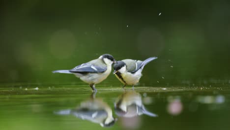 two great tits by a pond