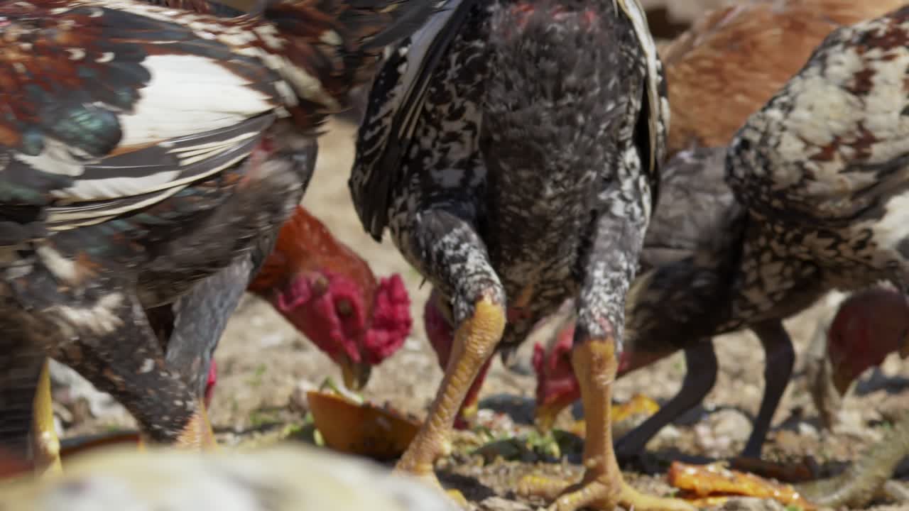 Ayam-ayam berkumpul dalam tampilan dinamis mengais sisa-sisa makanan di suasana peternakan yang ramai