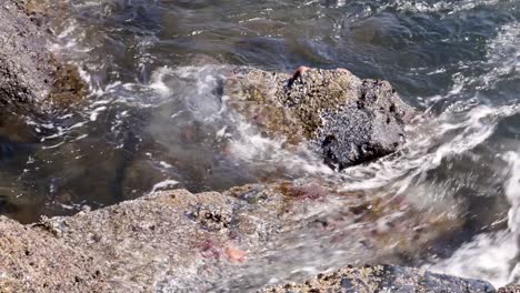 orange and purple star fish cling to a rock in the ocean while waves crash on top