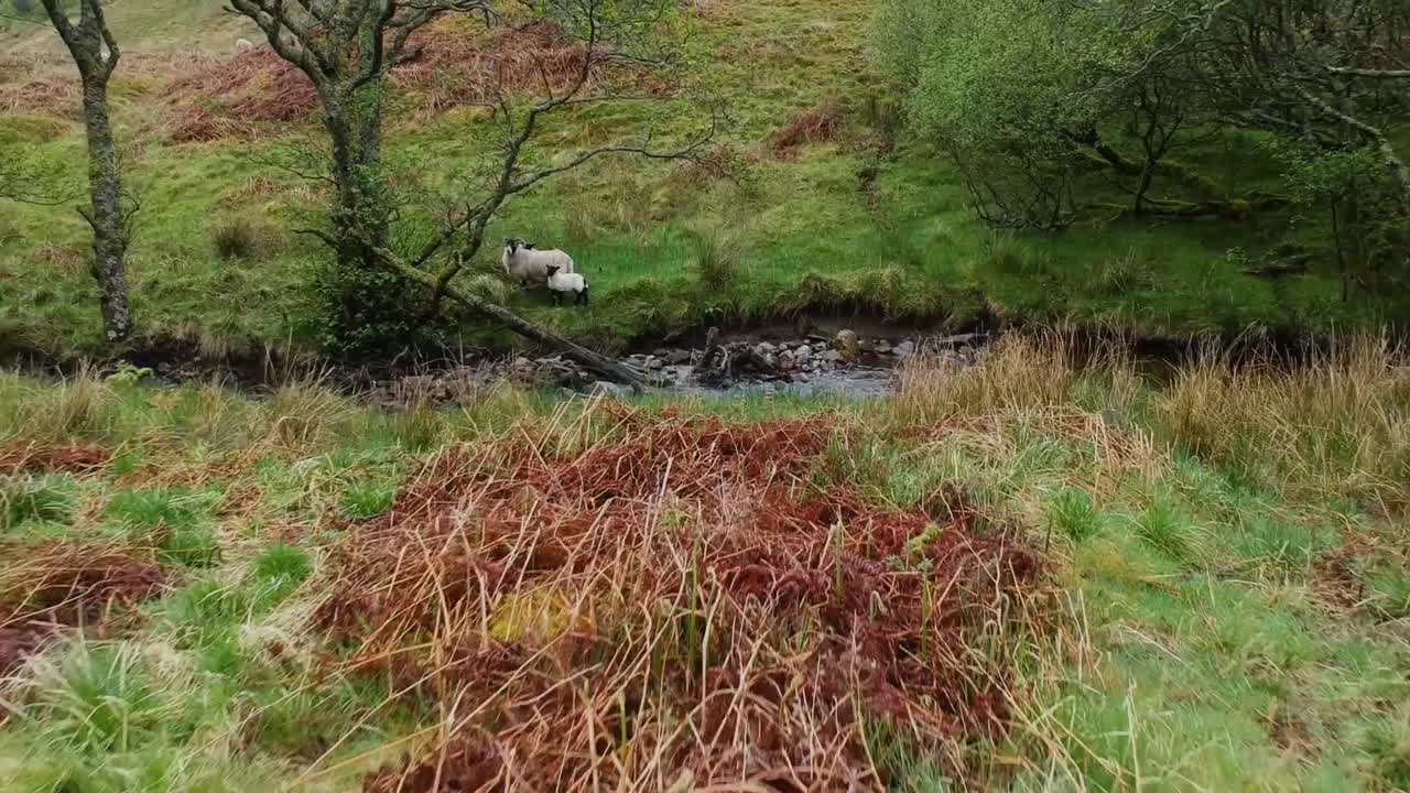 Cinematic drone zoom out shot of highland sheep in scottish mountains