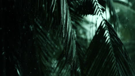 palm leaves in the rain