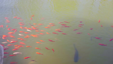 in spring, a group of goldfish swim freely in the pond