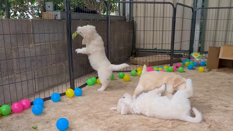 Juguetones-Cachorros-Golden-Retriever-En-El-Suelo-Y-Uno-De-Pie-Sobre-Las-Patas-Traseras