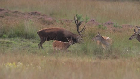 red deer stag with majestic antlers bellows among harem of hinds, rutting season