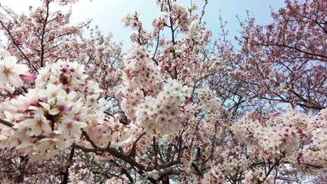 La-Mejor-Flor-De-Cerezo-En-Yokohama