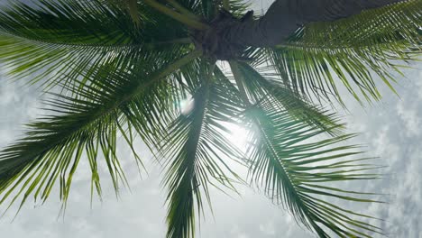 Soft spinning palm tree from below sun shining through