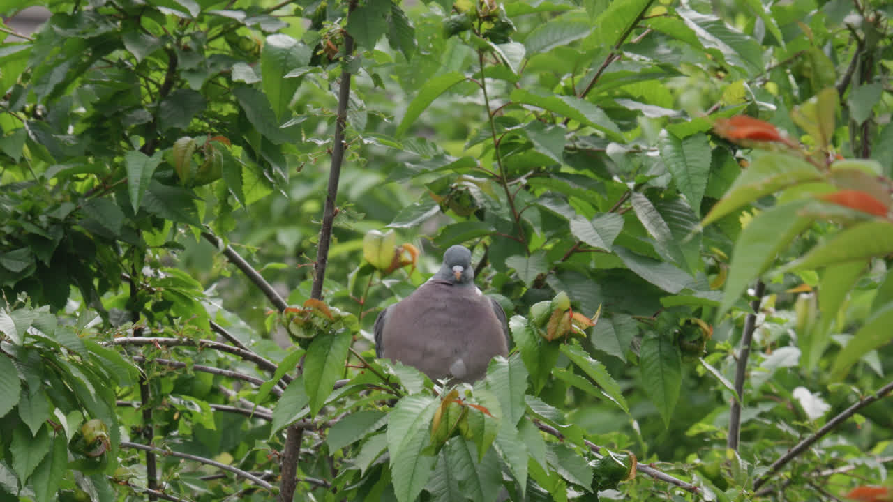 paloma de madera silvestre sentada en lo alto de un árbol de sicómoro en el campo del reino unido