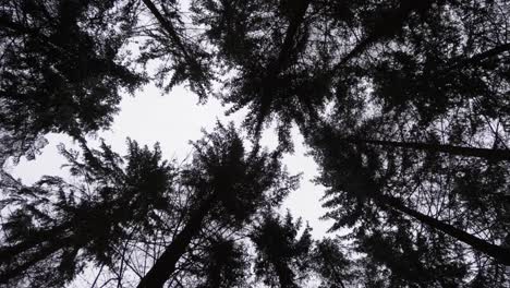 rotating pov view looking up tree tops and tree crowns in fir and pine tree forest during winter in bavaria, germany