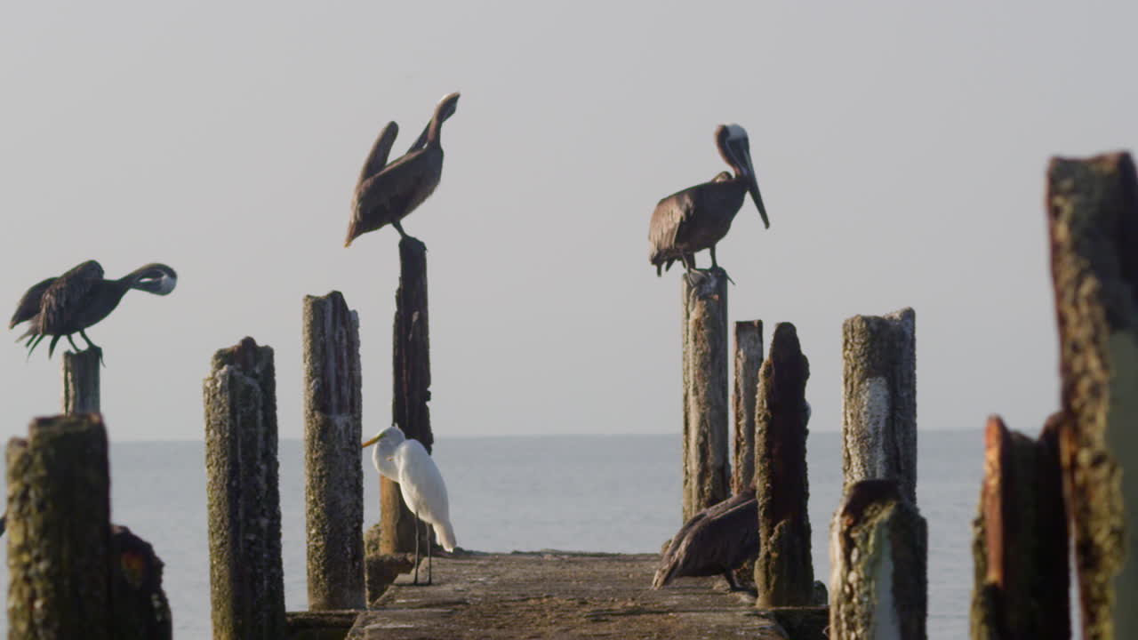 foto de mano de pelícanos marrones en un muelle con el horizonte marino en el fondo