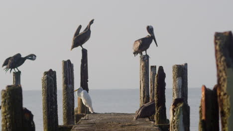 Handheld-shot-of-brown-pelicans-on-a-dock-with-the-sea-horizon-in-background