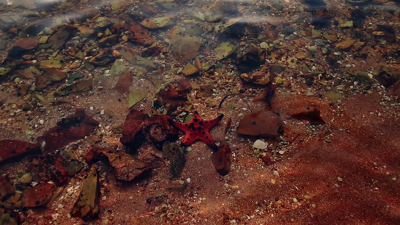 vista de ángulo alto de un protoreaster nodosus o estrella de mar entre las rocas en agua de mar poco profunda durante un brillante día de verano