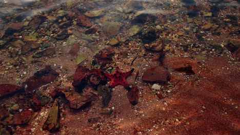 high angle view of a protoreaster nodosus or seastar among the rocks in shallow seawater during a bright summer day