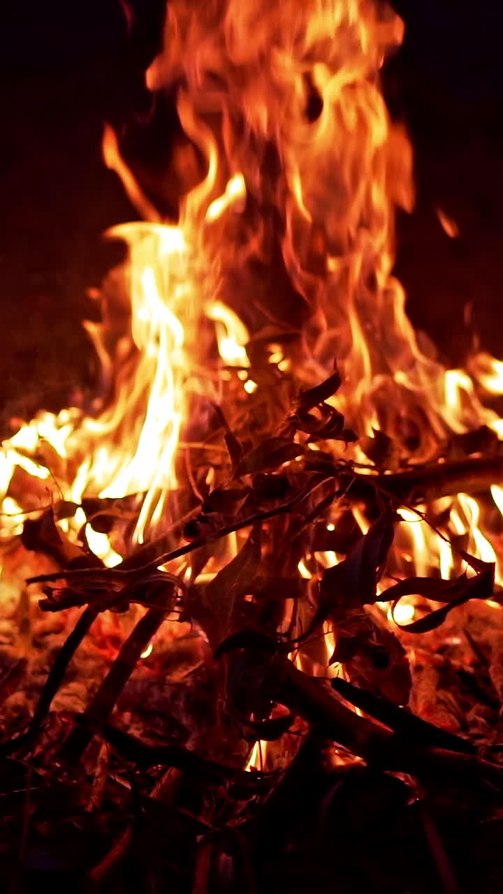 Wood Burning On Fire. Close up view of bonfire flames of camping fire Vertical video