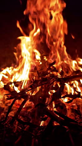 wood burning on fire. close up view of bonfire flames of camping fire vertical video