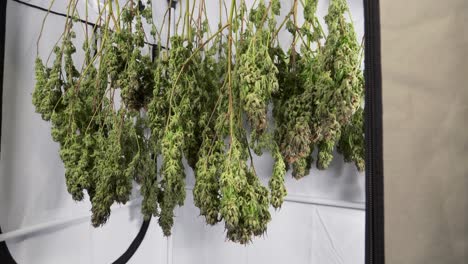 Dolly-shot-of-drying-cannabis-plants-in-a-grow-tent