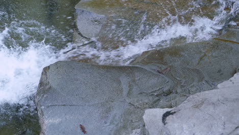 Coho-Salmon-leap-up-small-waterfall-fighting-towards-spawning-grounds-upstream