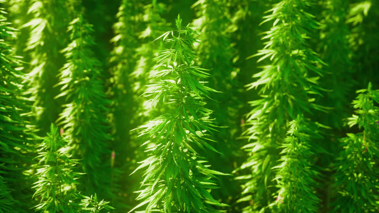 Greenery thriving in a lush environment under bright sunlight in the afternoon