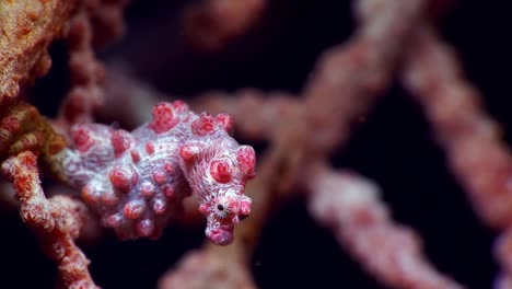 hippocampus bargibanti pygmäen-seepferdchen lembeh 4k 25fps