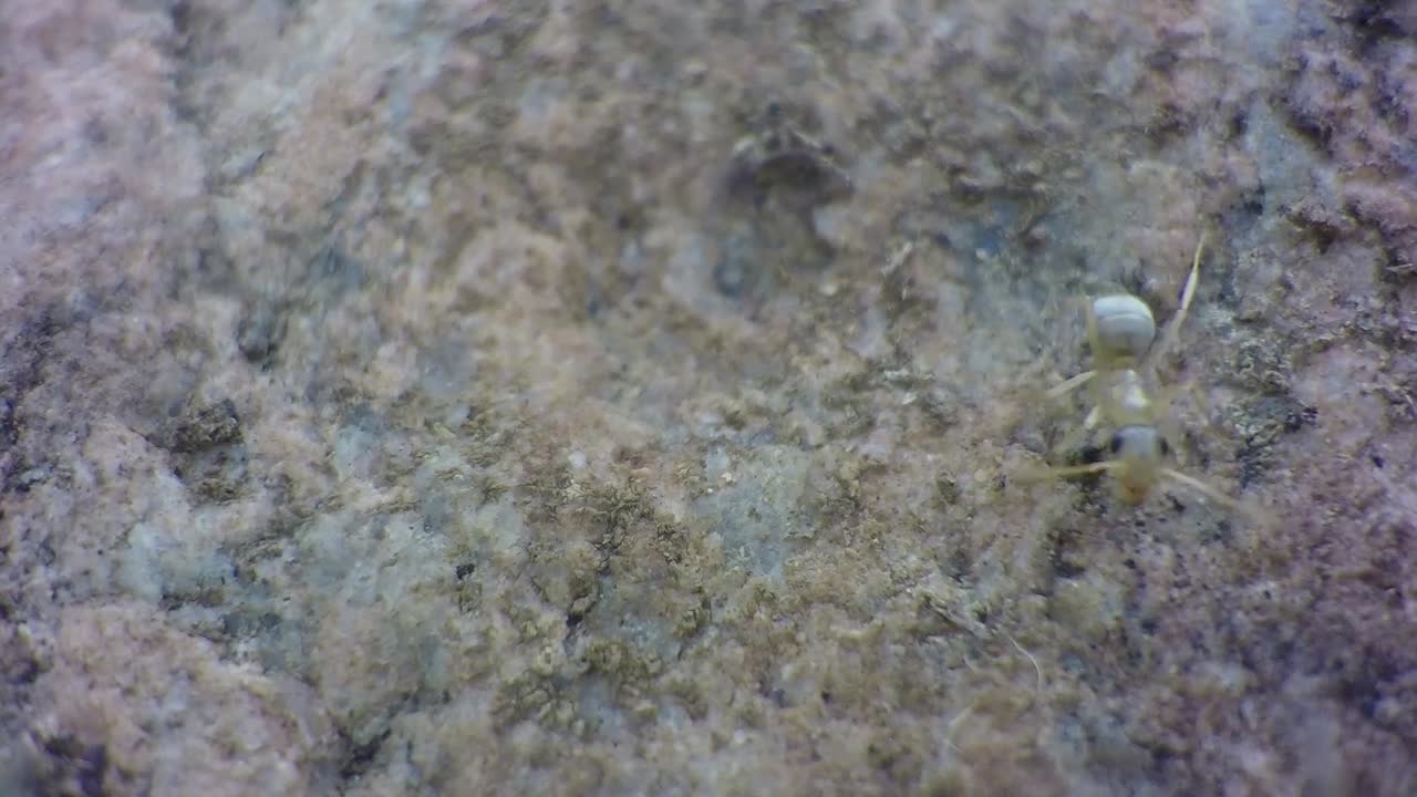hormigas corriendo por la tierra después de levantar una roca del suelo