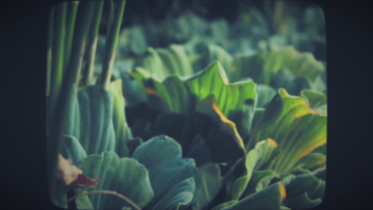 Green plants with big wide leaves.