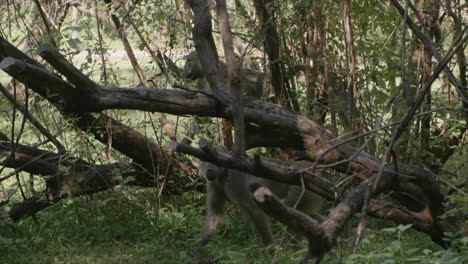 Slow-motion-footage-of-monkeys-moving-through-a-stand-of-trees-in-the-morning-light