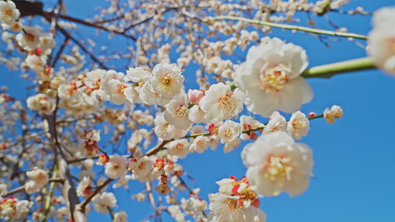 澄み切った鮮やかな青空を背景に、細い枝に咲く白い梅の花をローアングルで捉えた詳細なクローズアップショット。