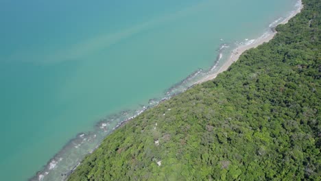 daintree national park rainforest in cape tribulation, tropical north queensland, australia