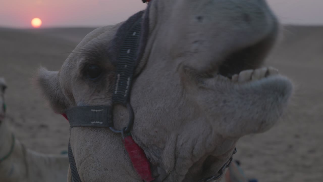 el atardecer en el desierto, los camellos acostados en la arena. egipto
