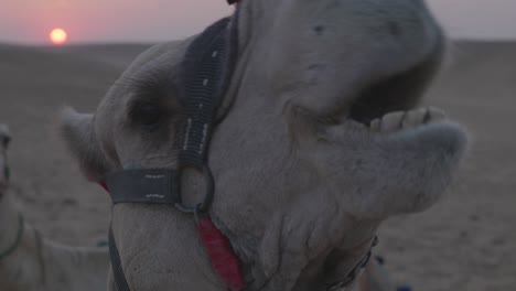 sunset in the desert, camels lying in the sand. egypt