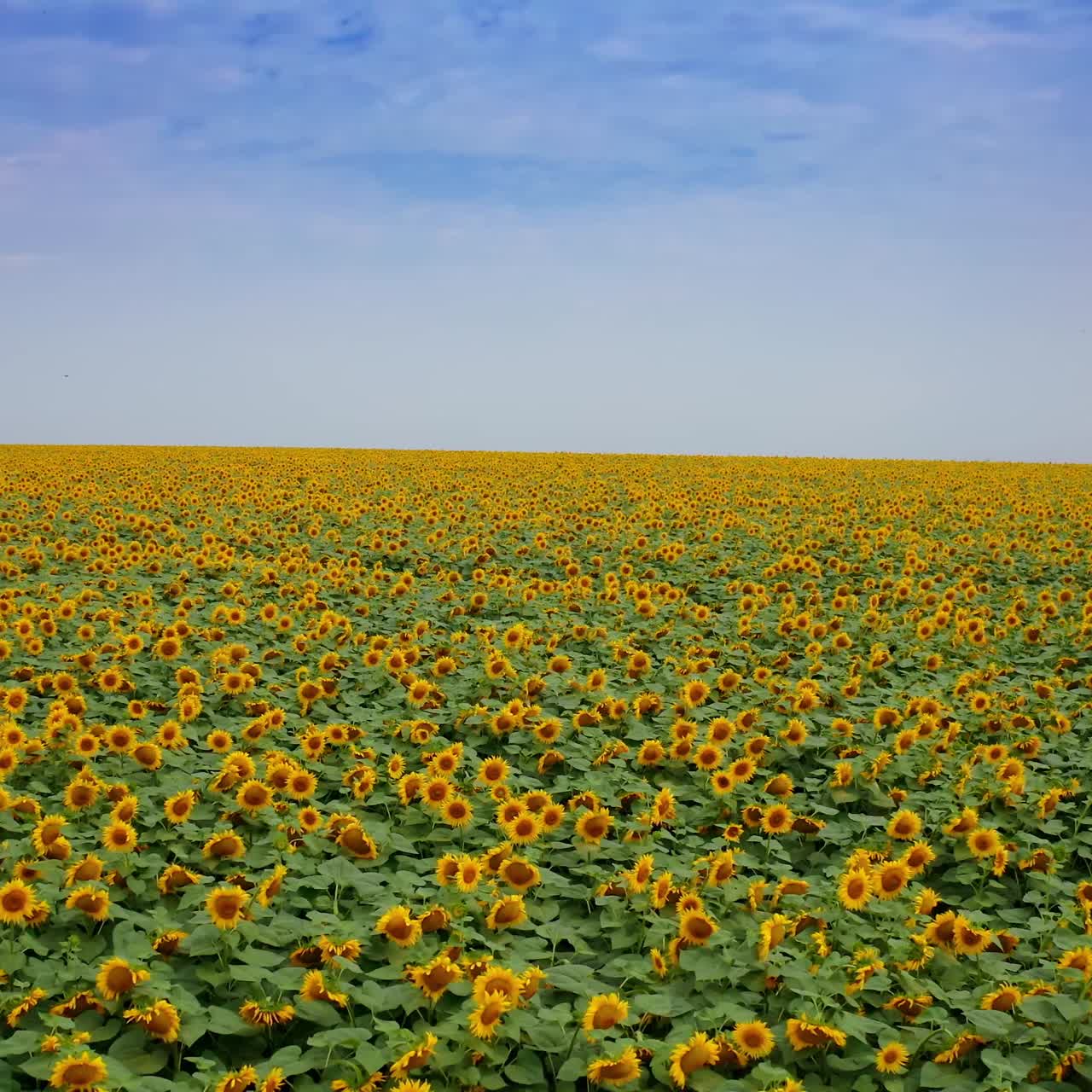 Vista aerea di girasoli