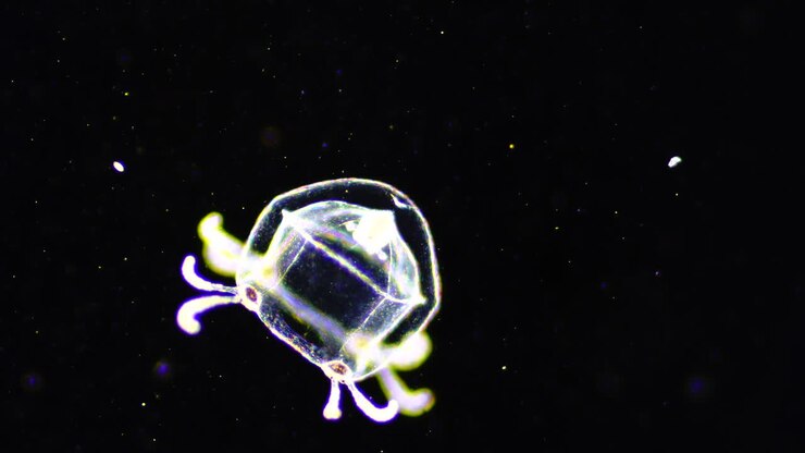 Bioluminescent Comb Jelly in Dark Water