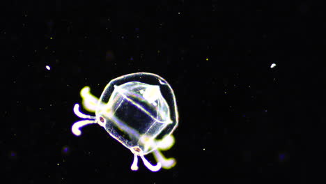 bioluminescent comb jelly in dark water