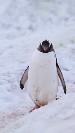 pingüinos en cámara lenta caminando en la nieve en la antártida, pingüinos gentoo vida silvestre y animales en el frío hielo nevado del invierno en la península antártica, video vertical para redes sociales, instagram reels y tiktok