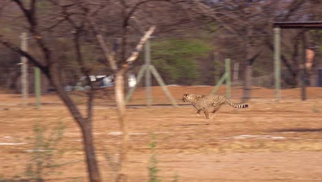 un guepardo corriendo en cámara lenta persigue un objetivo en movimiento atado a una cuerda en un centro de rehabilitación de guepardos en namibia
