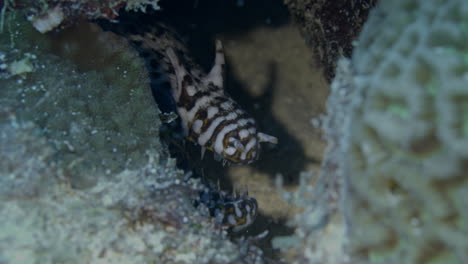 shy dragon moray eel with sharp pointy teeth hiding in the reef