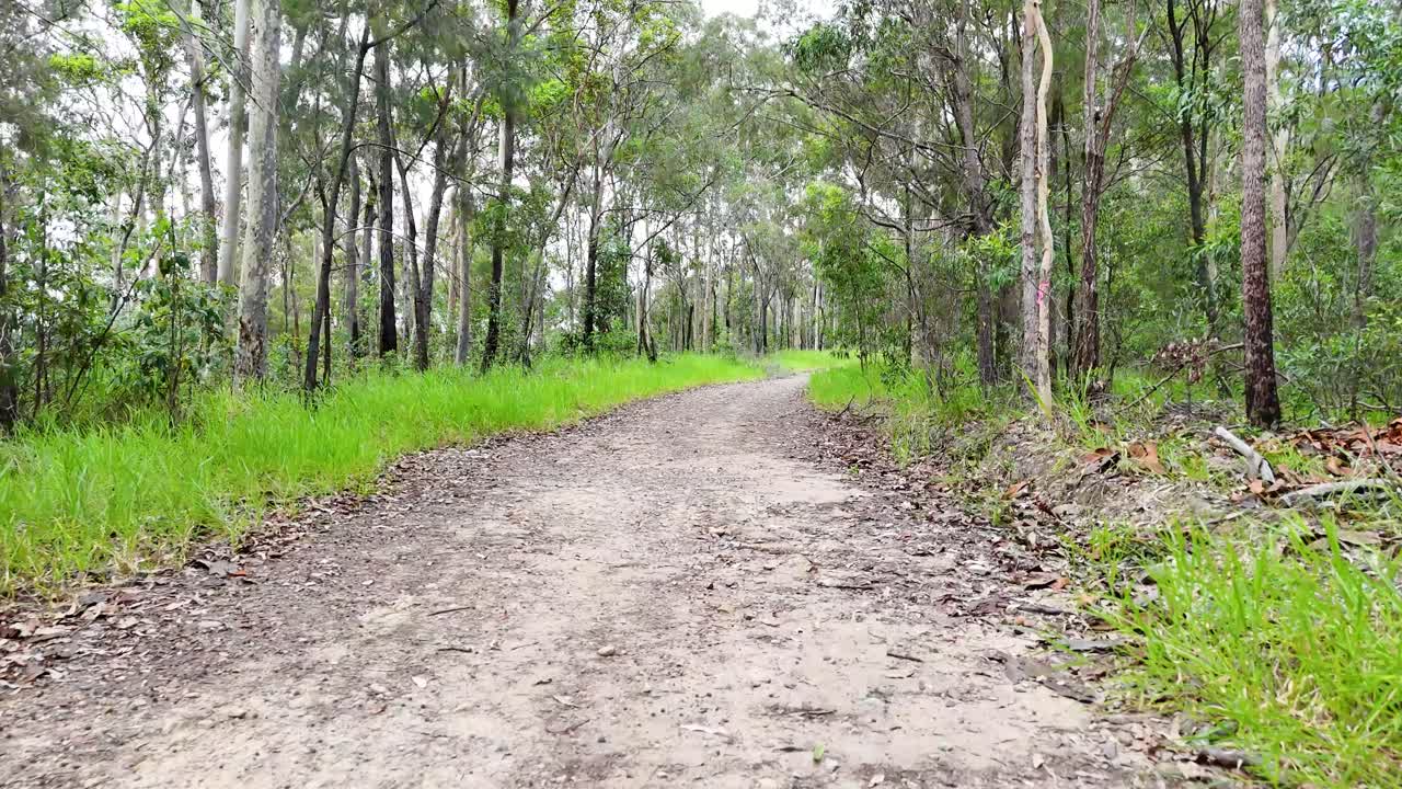 울창 한 초록 숲 을 가로질러 휘어지는 길