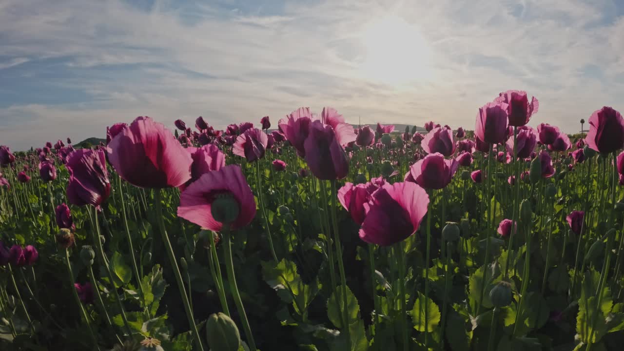 A scenic field of blooming purple poppy flowers bathed in warm morning sunlight. The vibrant petals and green foliage stretch toward the sky, creating a peaceful and atmospheric landscape.