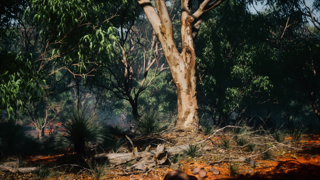 앙고포라와 유칼립투스 숲을 가로지르는  ⁇ 길