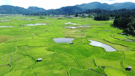 aerial view shot of paddy field in arunachal pradesh