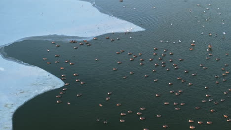 aerial view of birds on a frozen lake. shot on a winter day in brooklyn’s prospect park.